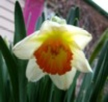 Tiny - daffodil